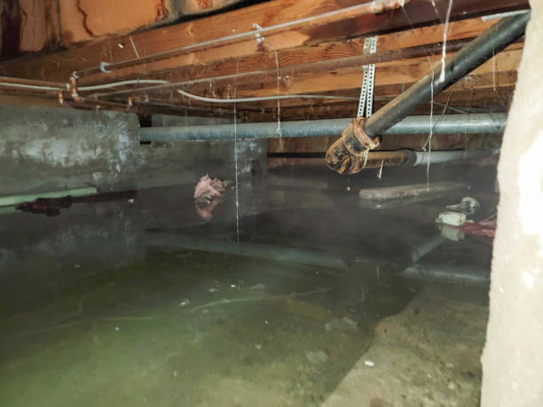 Best Local water damage restoration  in Pelican Bay, FL